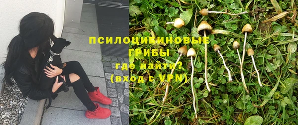 PSILOCYBIN Богородск